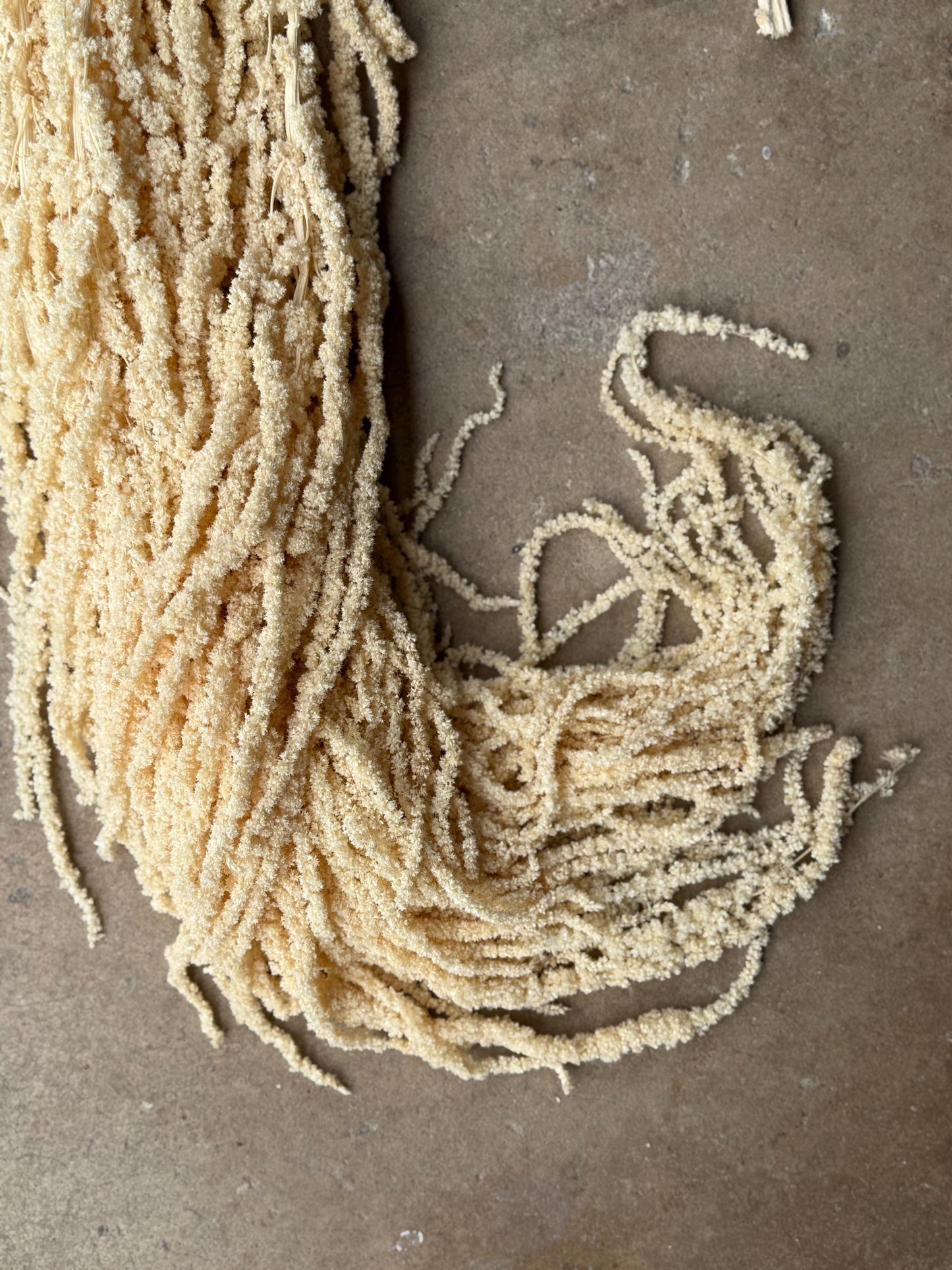 Hanging Amaranthus - Ivory