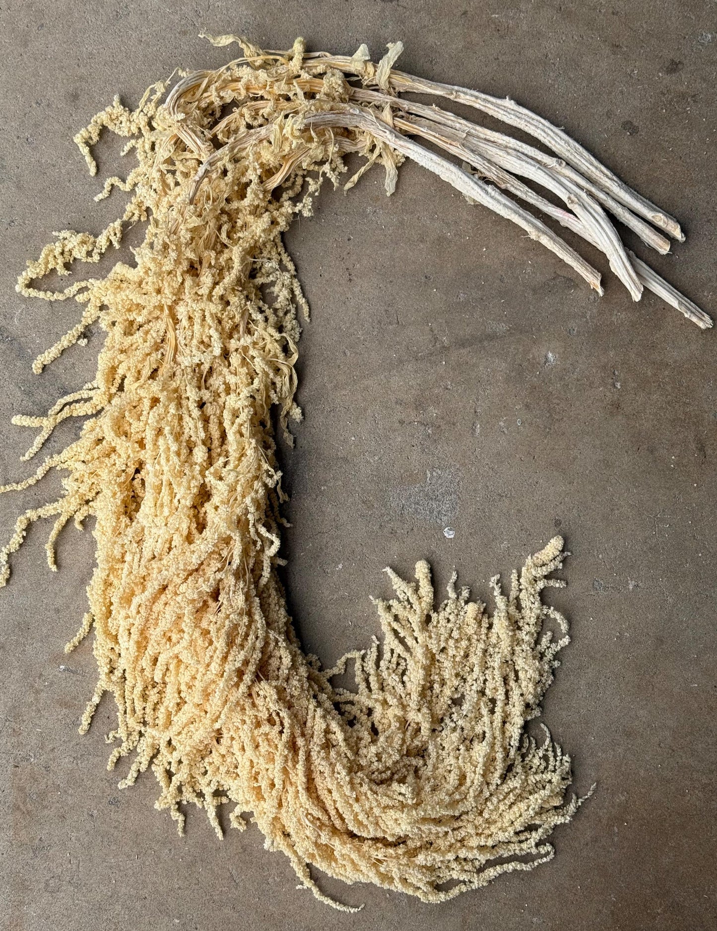 Hanging Amaranthus - Yellow