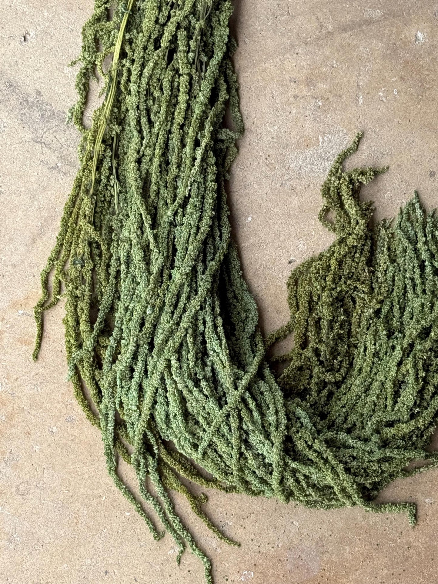 Hanging Amaranthus - Green Grass