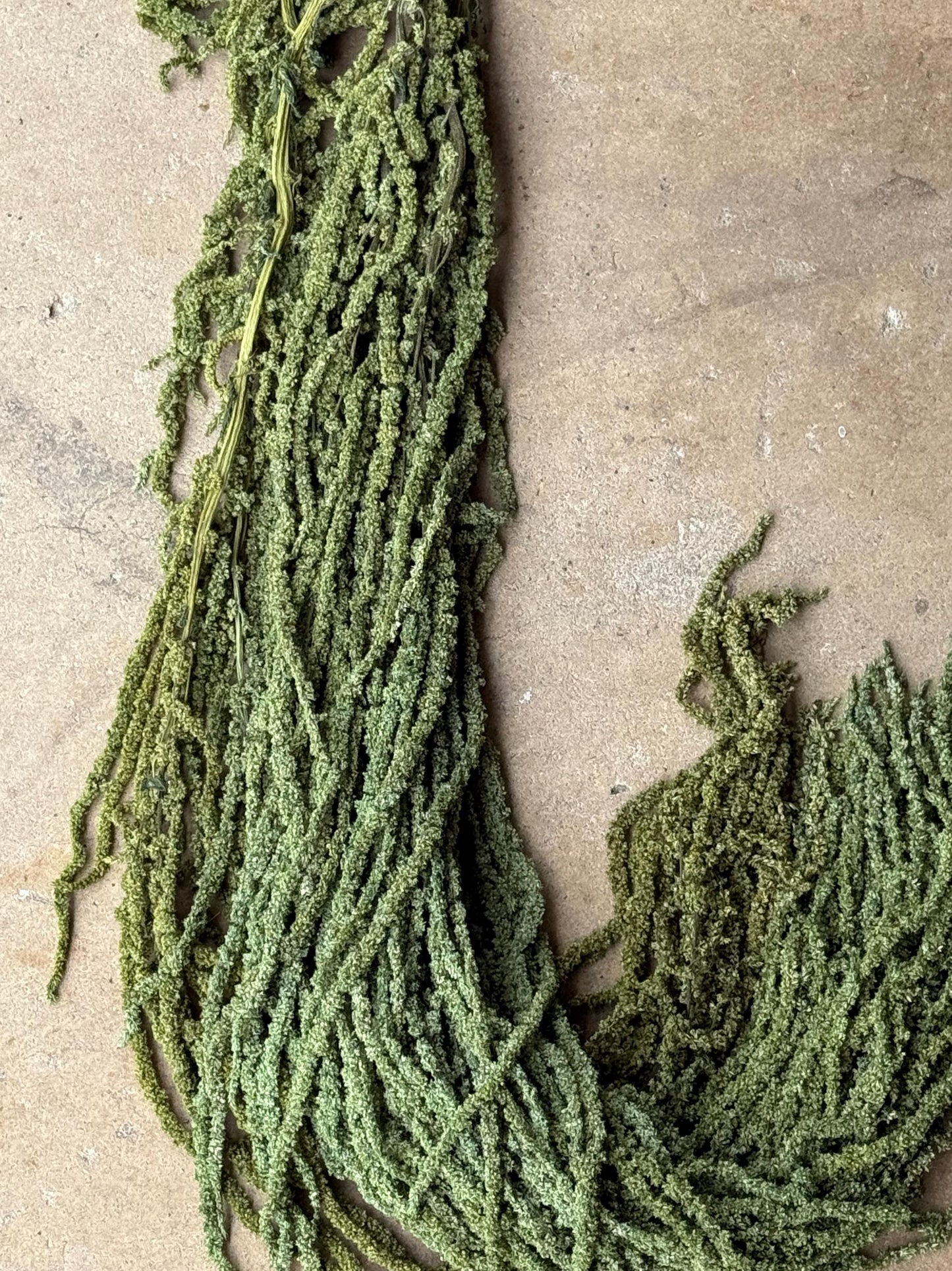 Hanging Amaranthus - Green Grass