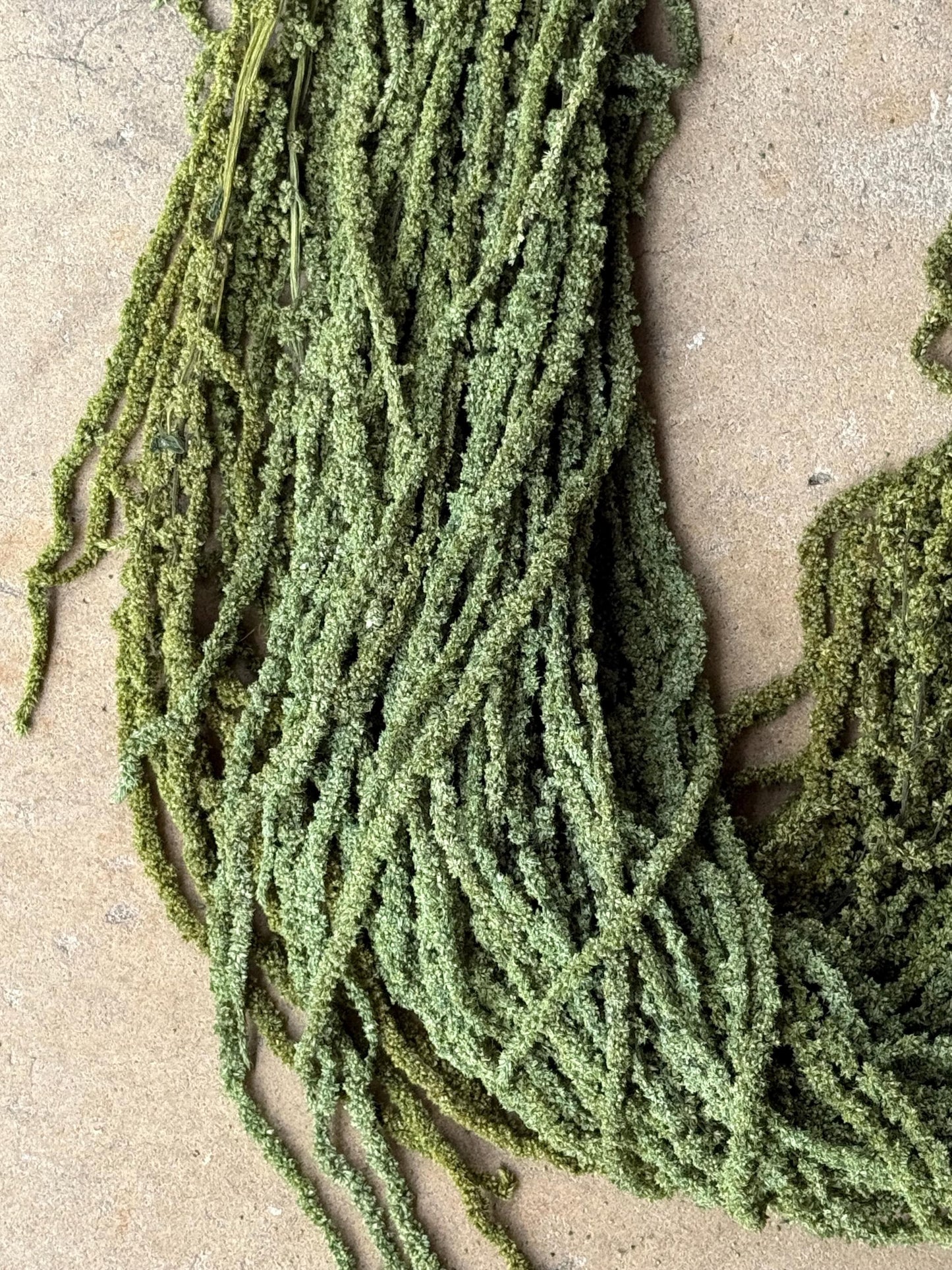 Hanging Amaranthus - Green Grass