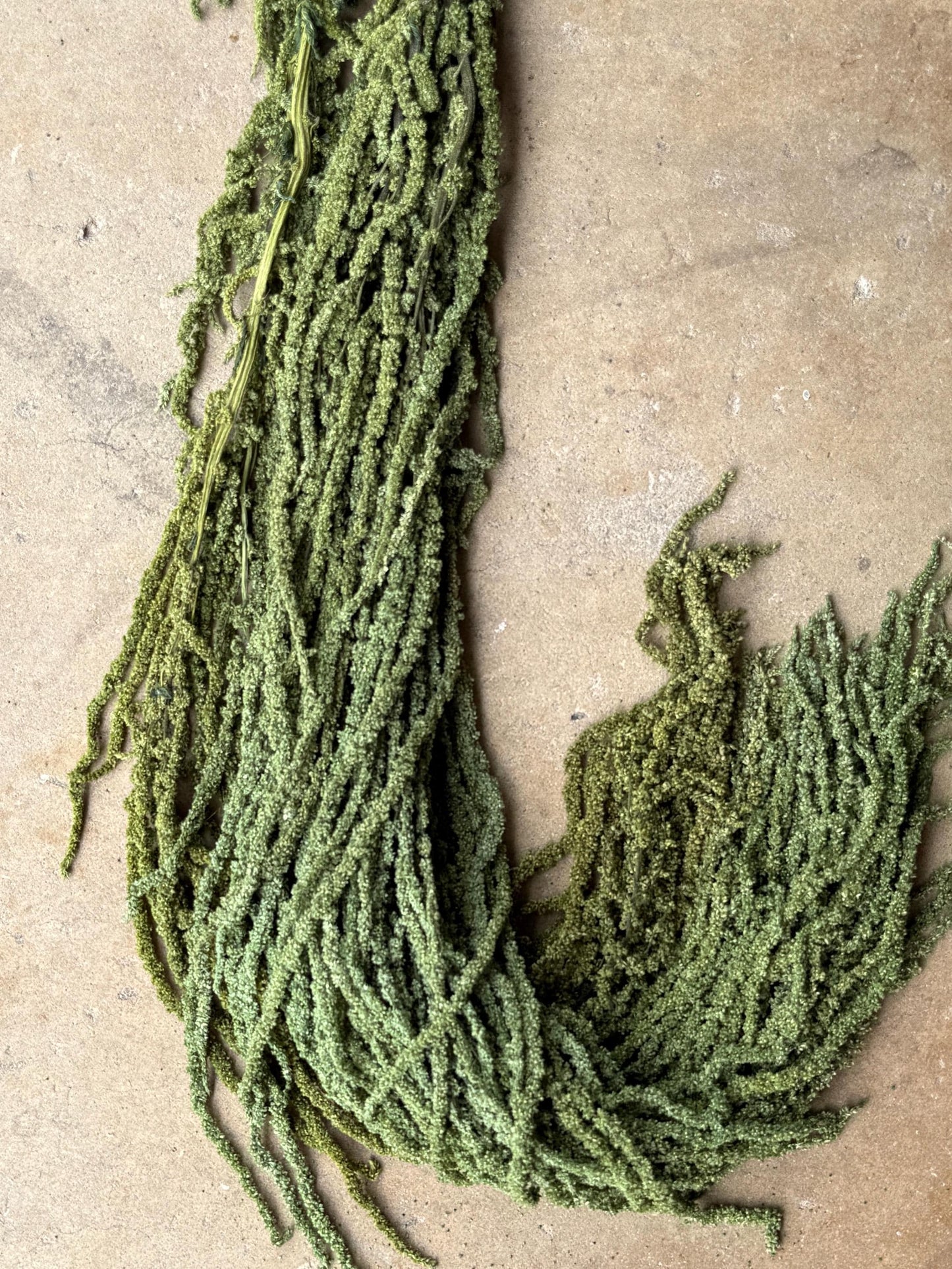 Hanging Amaranthus - Green Grass