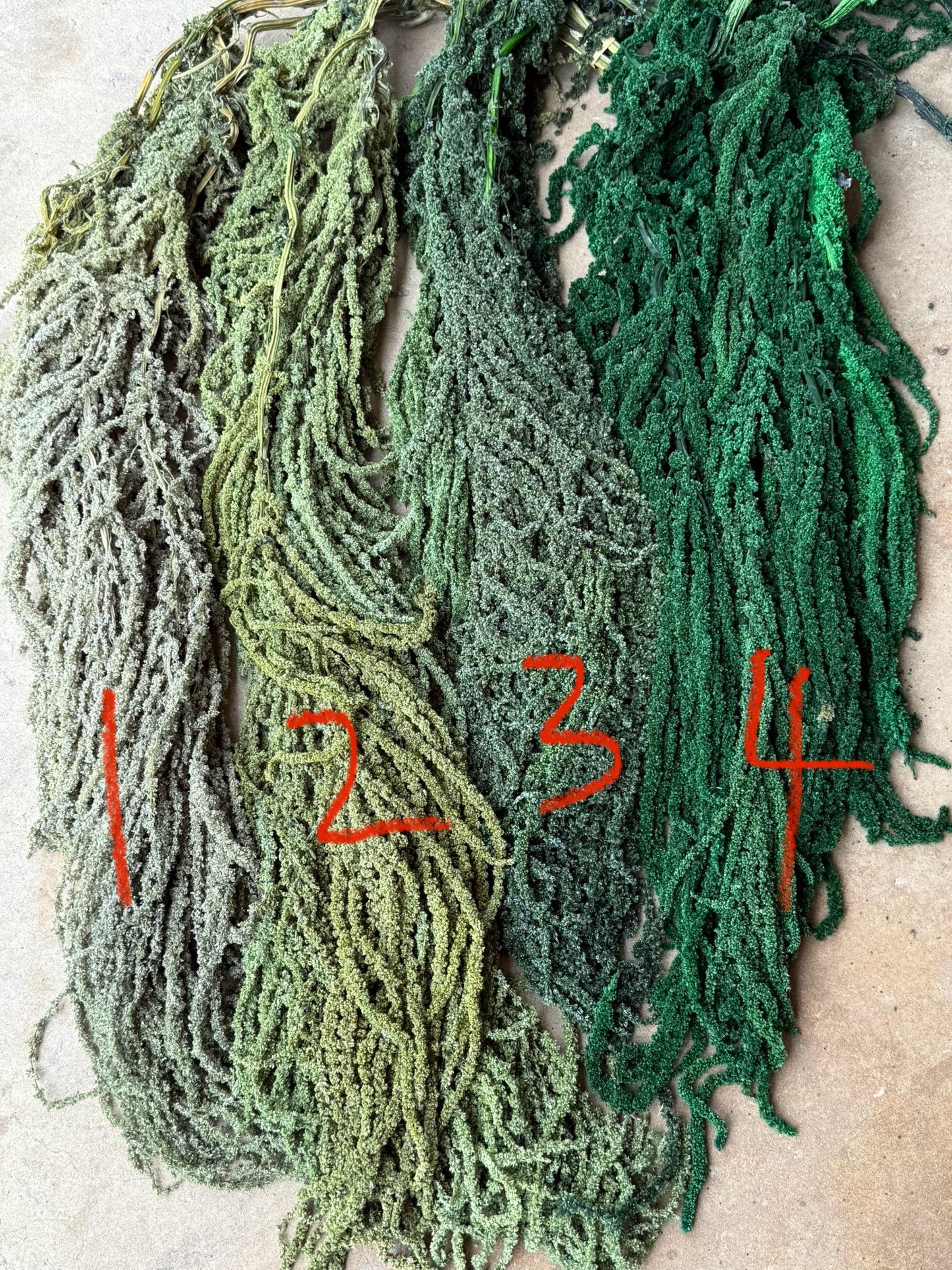 Hanging Amaranthus - Light Green Grass