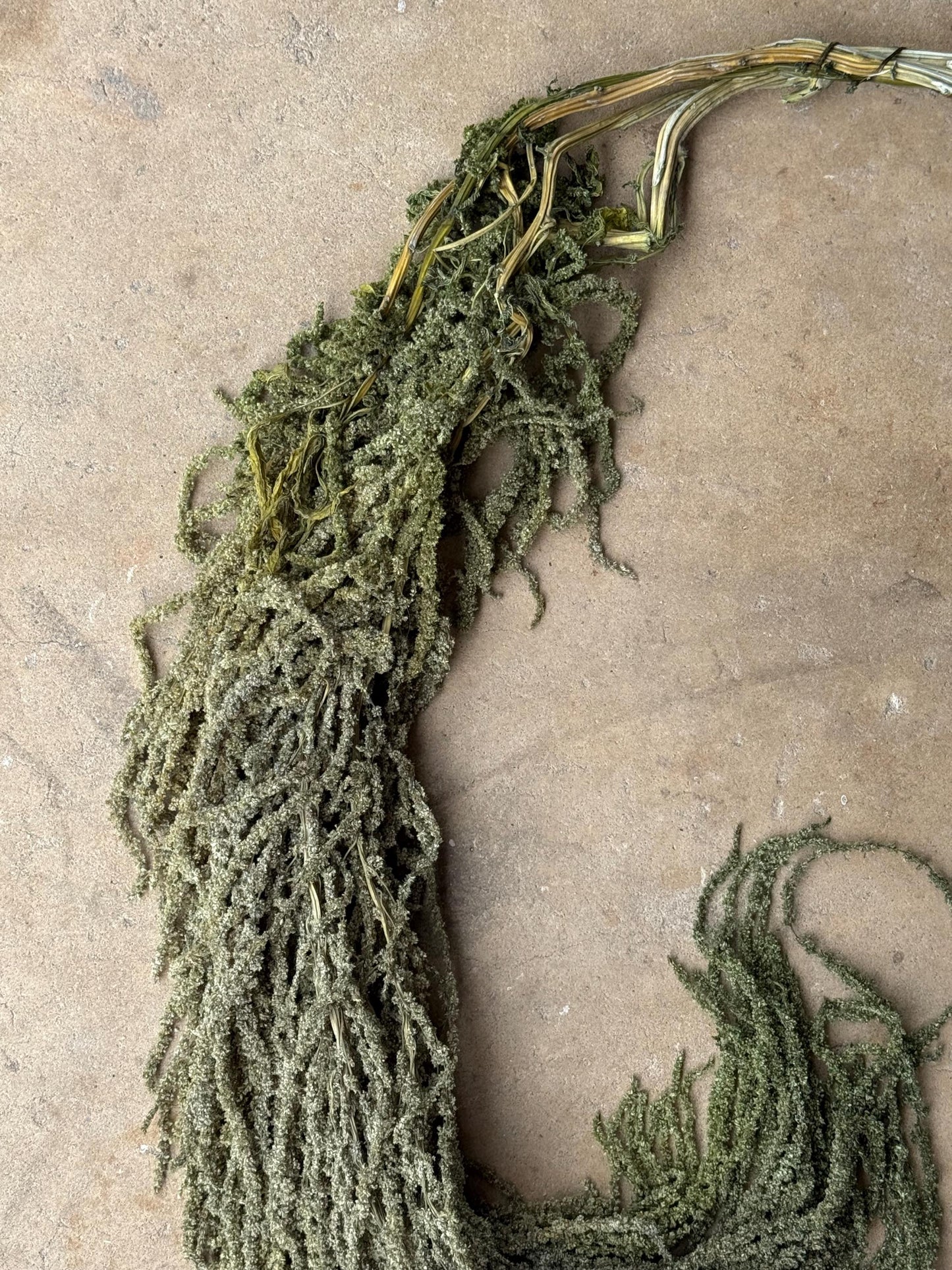 Hanging Amaranthus - Light Green Grass