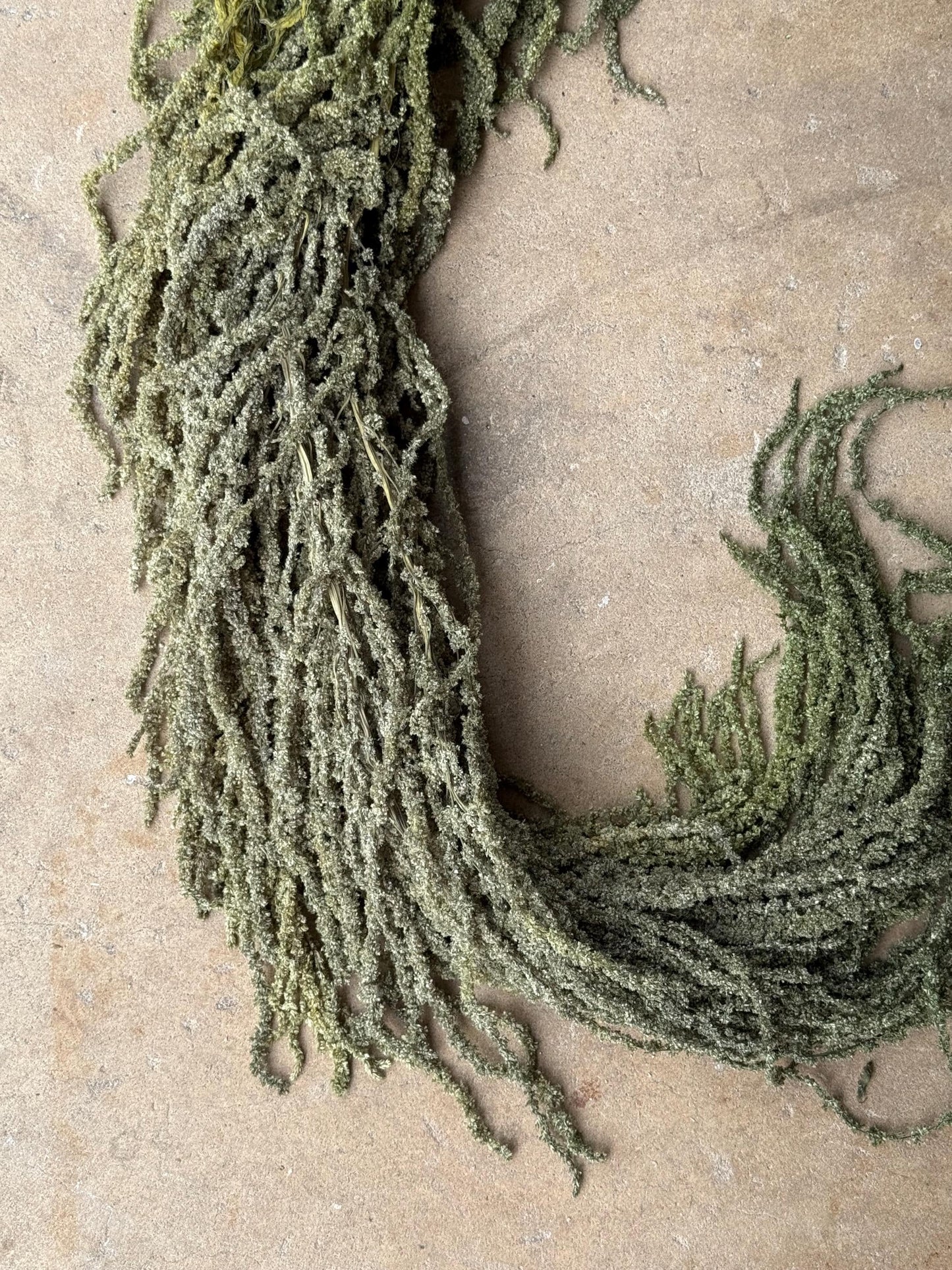 Hanging Amaranthus - Light Green Grass