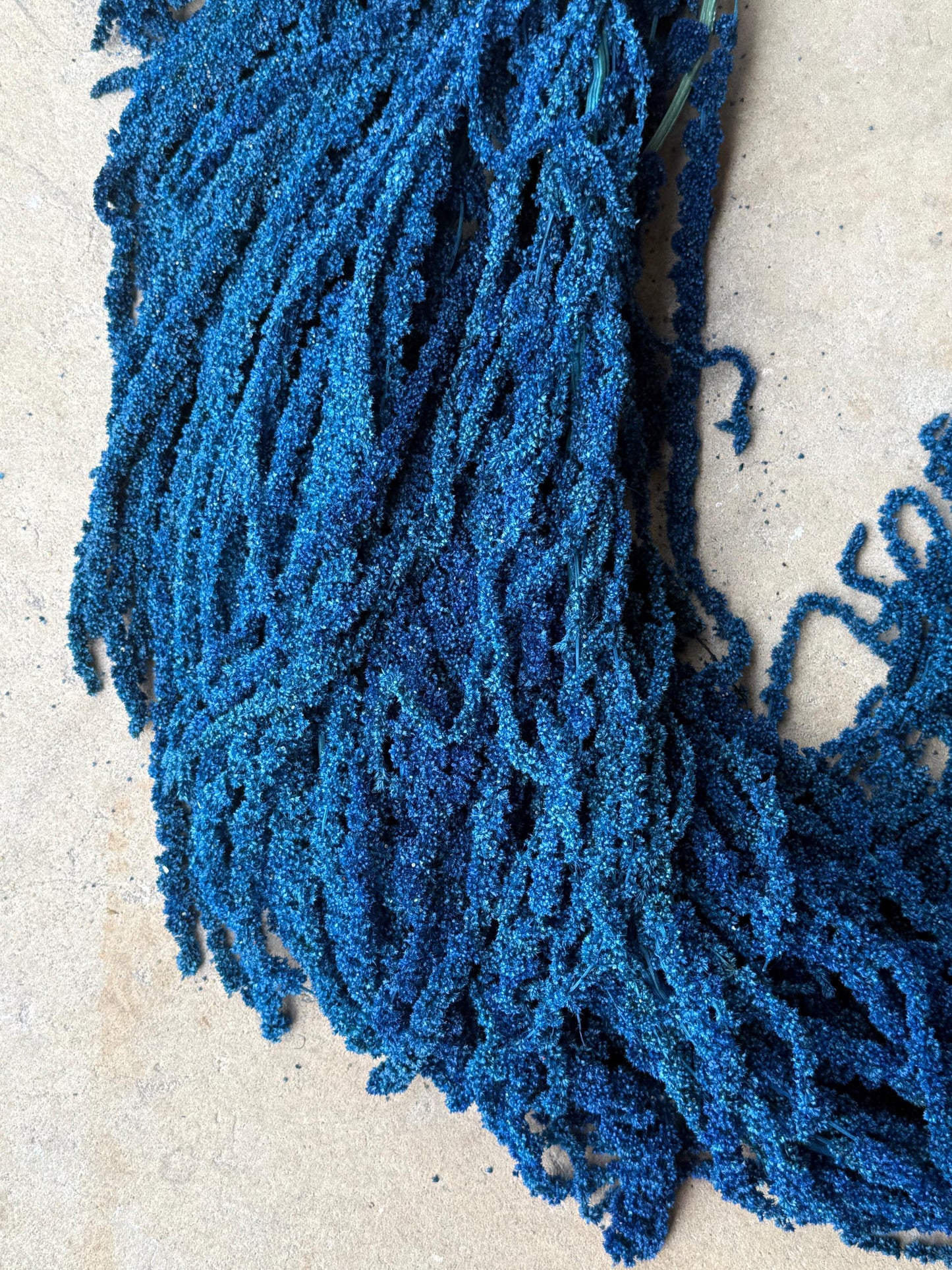 Hanging Amaranthus - Blue