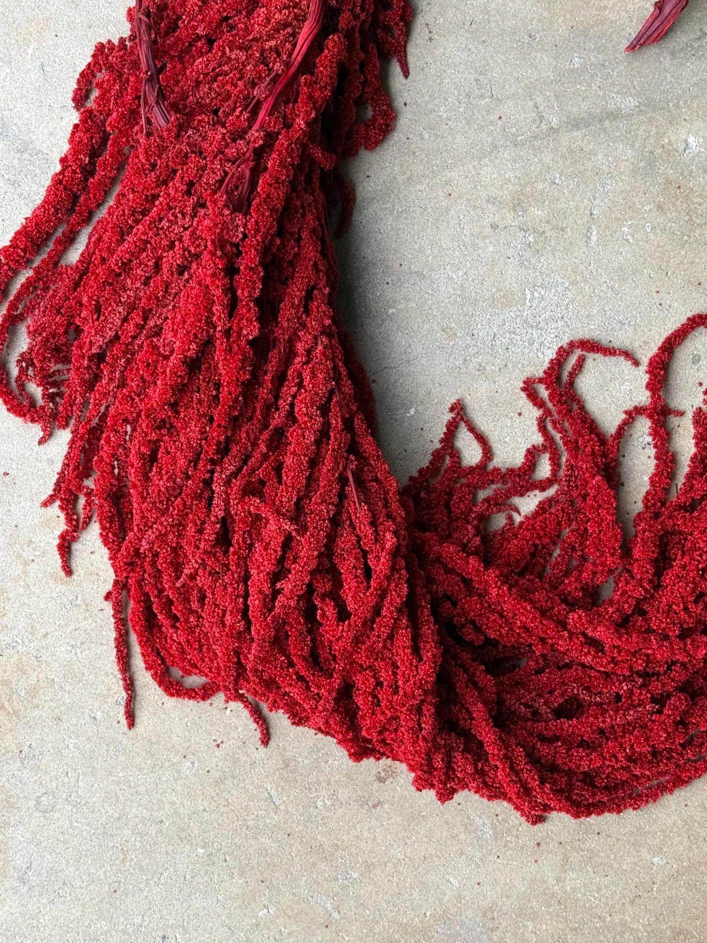 Hanging Amaranthus - Red