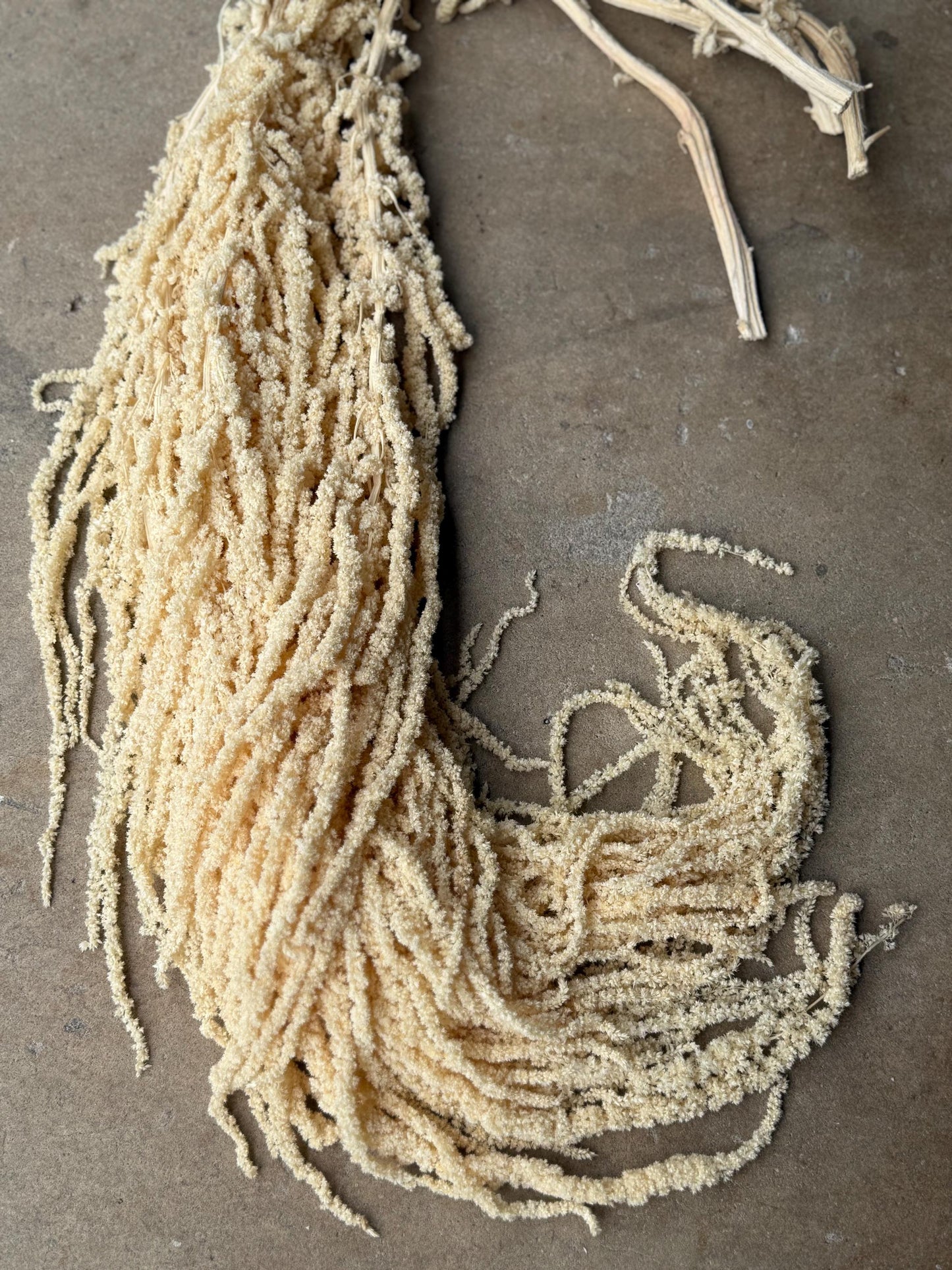 Hanging Amaranthus - Ivory