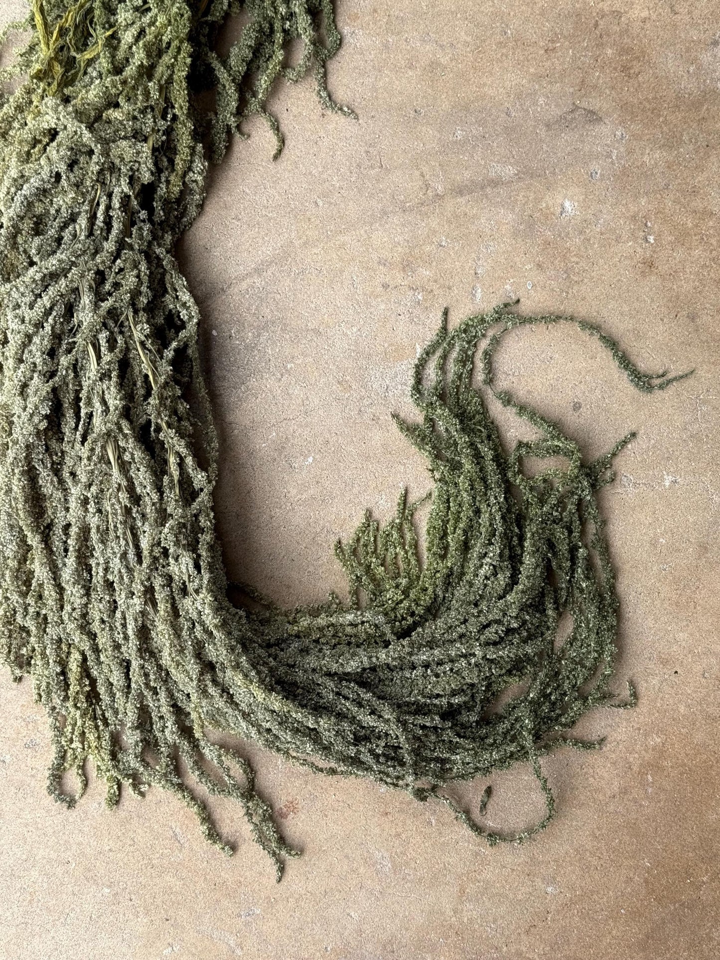 Hanging Amaranthus - Light Green Grass