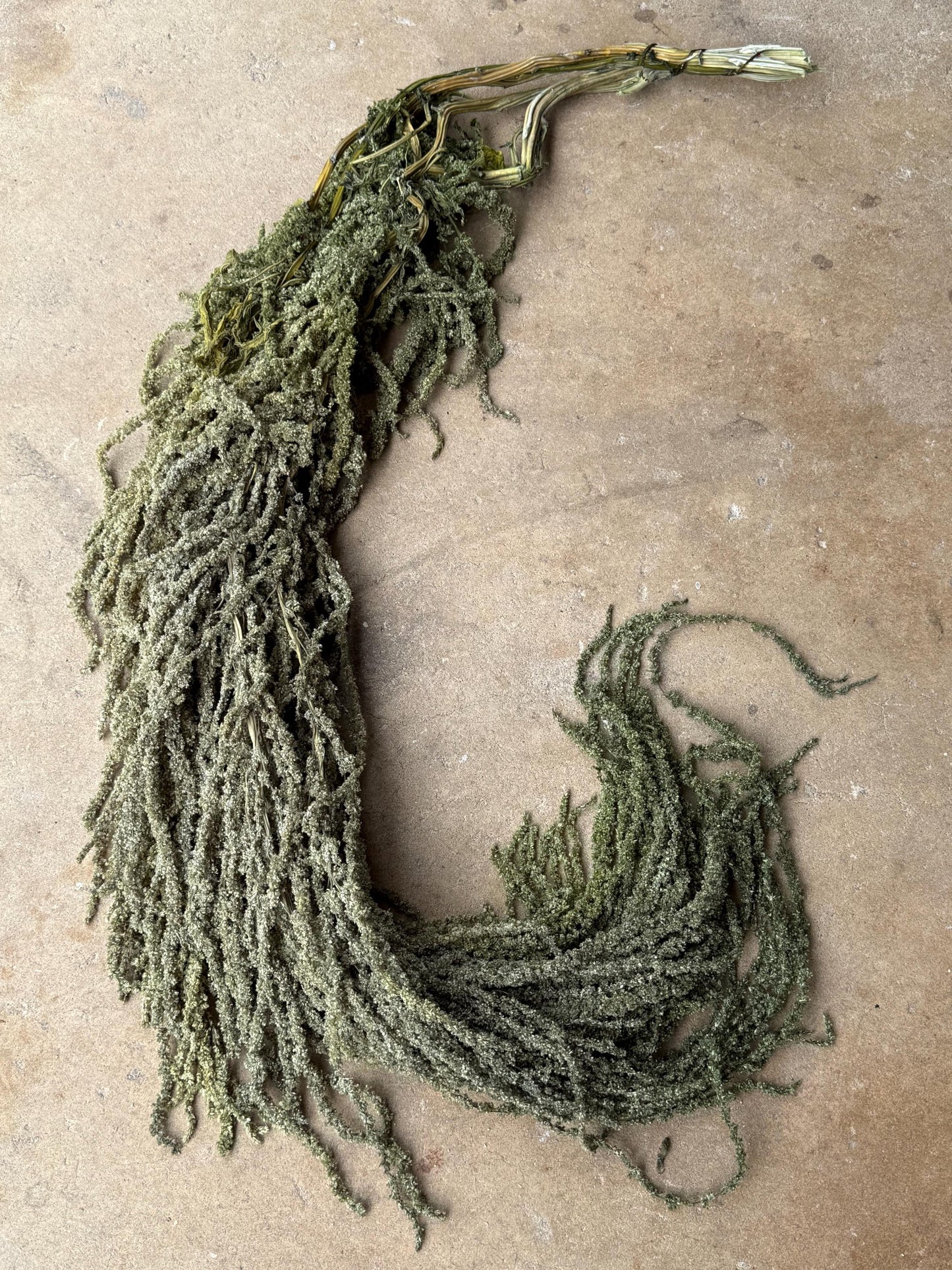Hanging Amaranthus - Light Green Grass