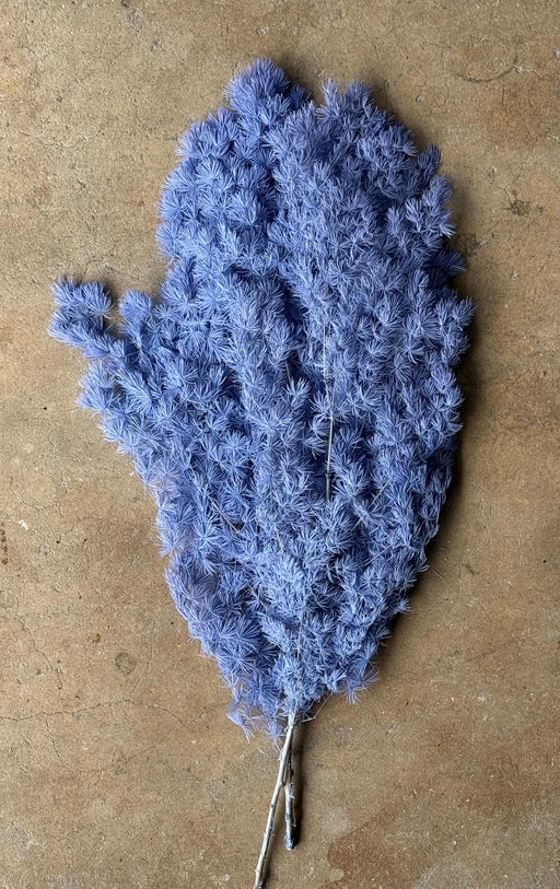 Ming/Asparagus Fern Preserved - Periwinkle (blue/purple) - alternate