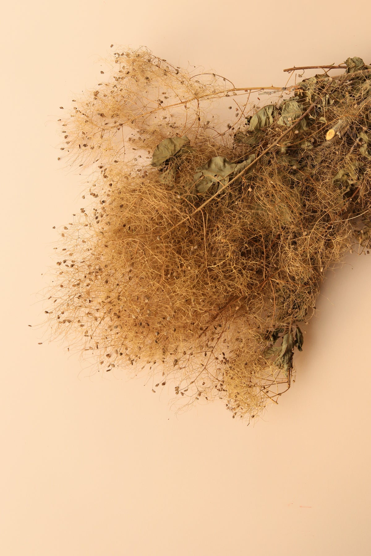 Preserved Smoke Bush - Harvest Brown