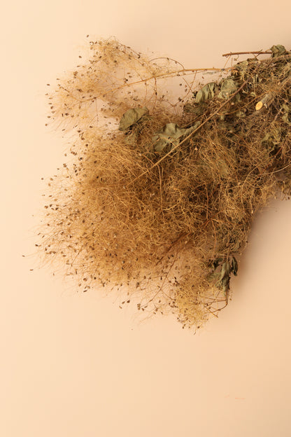 Preserved Smoke Bush - Harvest Brown