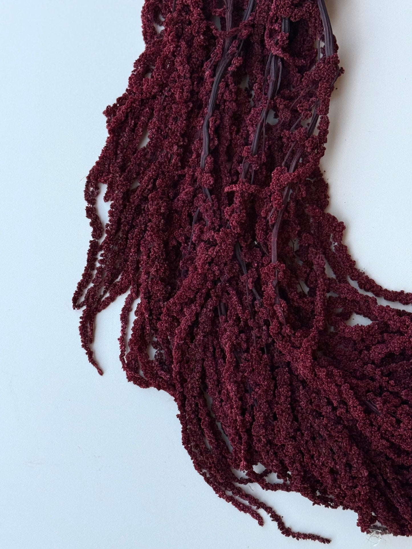 Hanging Amaranthus - Burgundy Wine