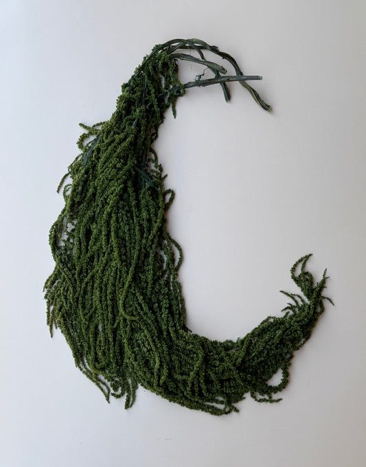 Hanging Amaranthus - Forest Green