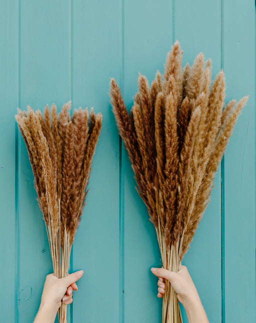X-Large Thin 2.5 FT Natural Pampas Grass - alternate