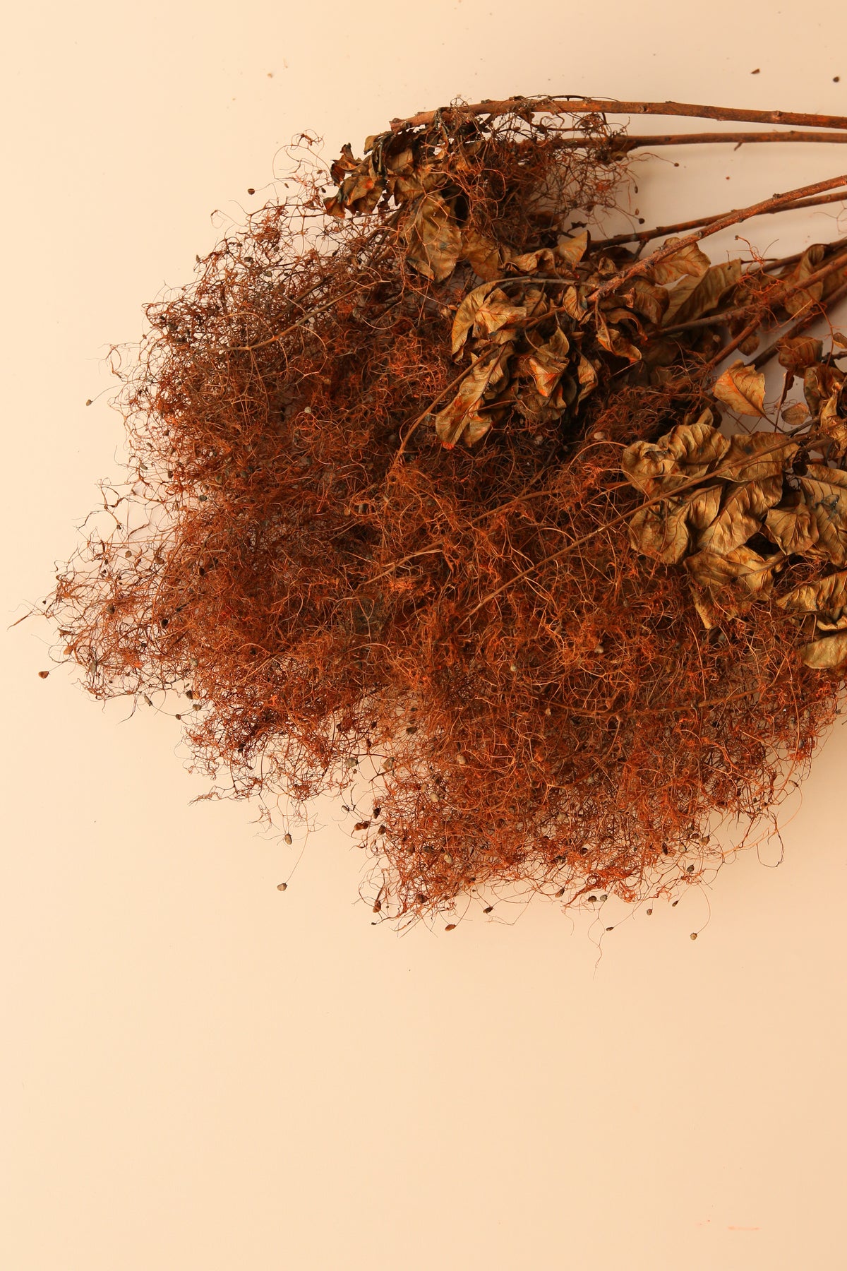 Preserved Smoke Bush - Burnt Orange
