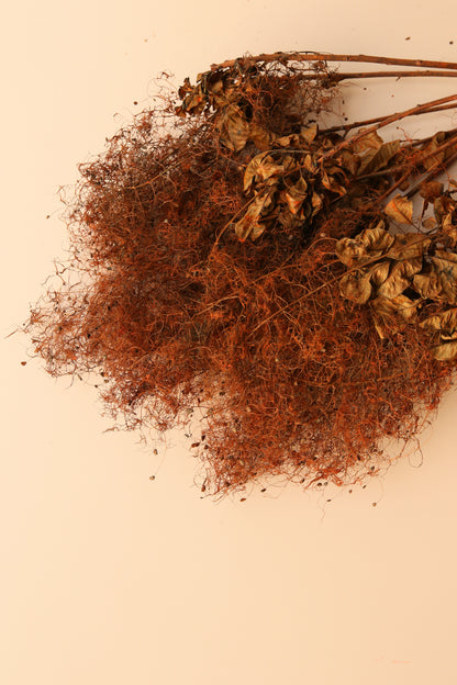 Preserved Smoke Bush - Burnt Orange