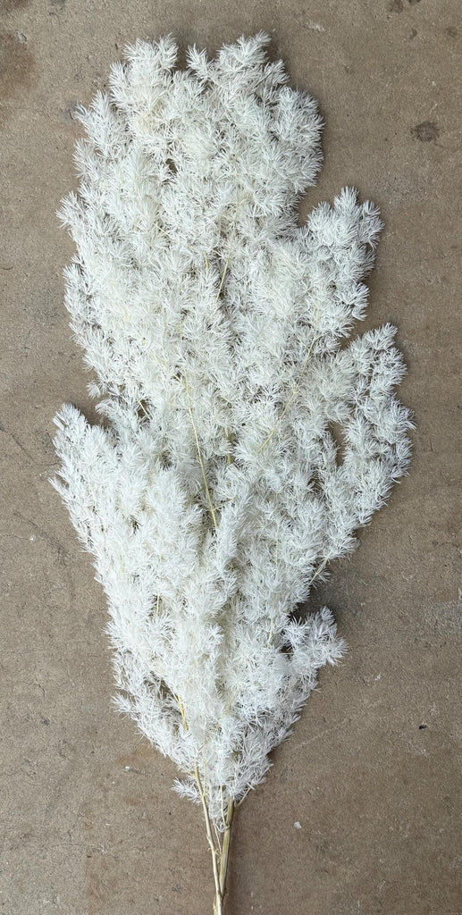 Ming/Asparagus Fern Preserved - White
