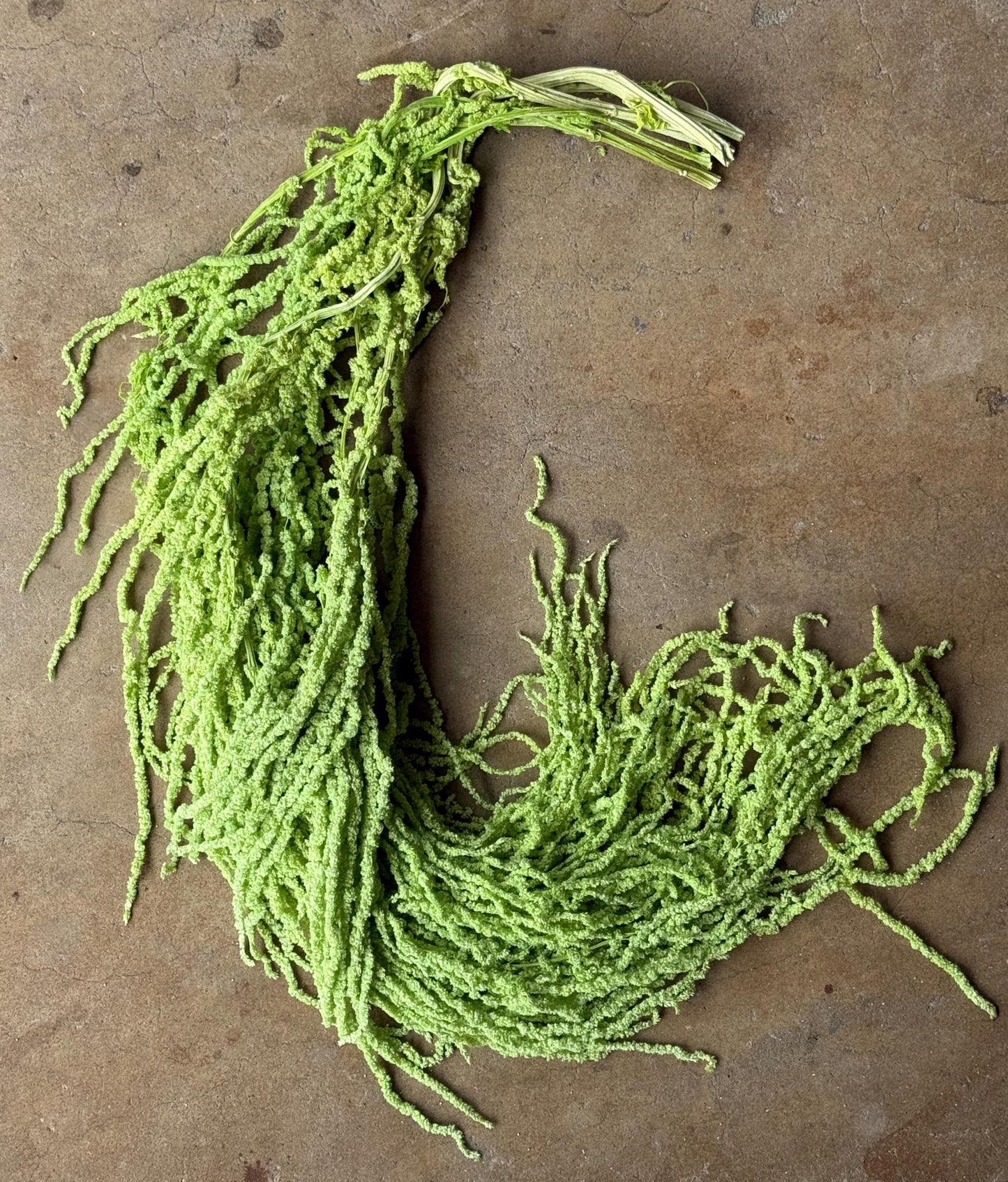 Hanging Amaranthus - Light Green