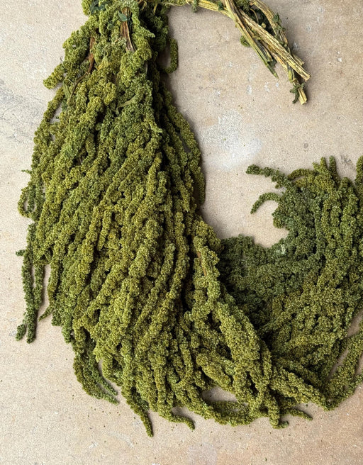 Hanging Amaranthus - Pine Forest Green - alternate