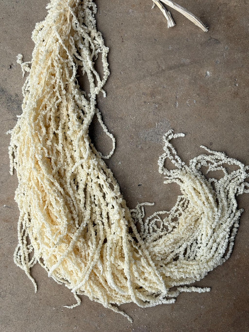 Hanging Amaranthus - Soft White - alternate