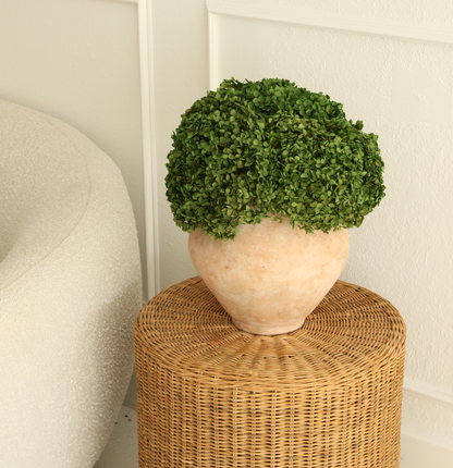 Real Hydrangea Preserved- Medium/Large Emerald Green