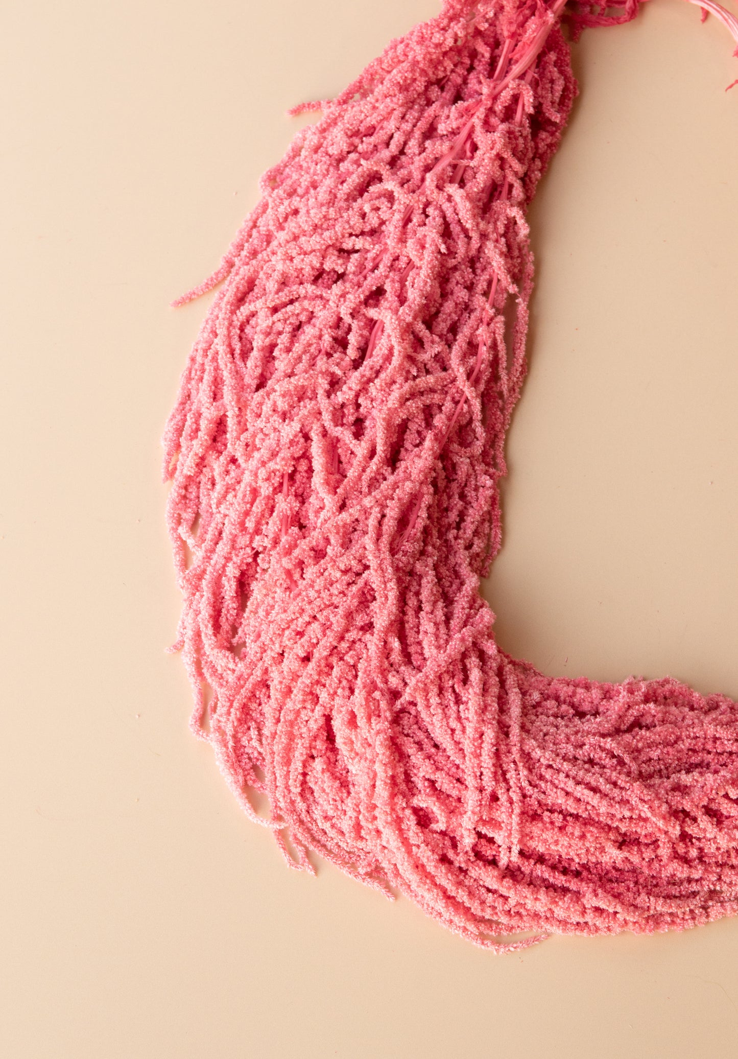 Hanging Amaranthus - Valentine's Day Pink