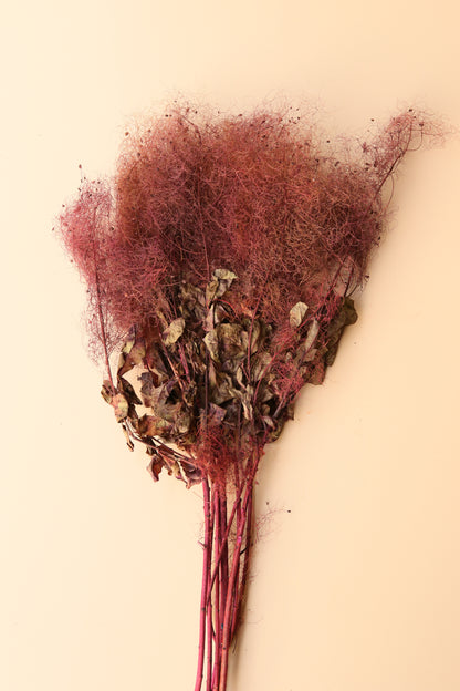 Preserved Smoke Bush - Plum Blend
