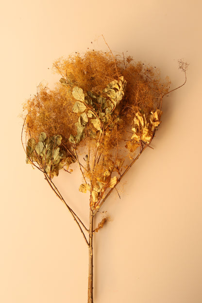 Preserved Smoke Bush - Golden Sunset