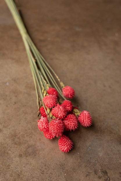 Dried Gomphrena or Amaranth Globe - Pink