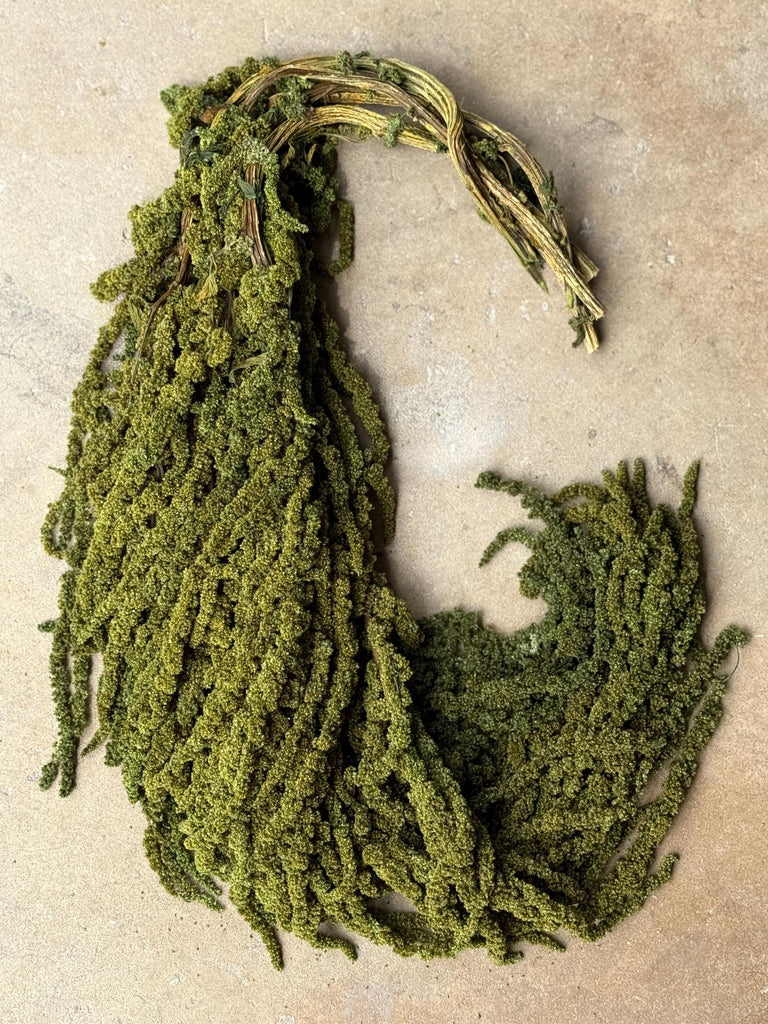 Hanging Amaranthus - Pine Forest Green