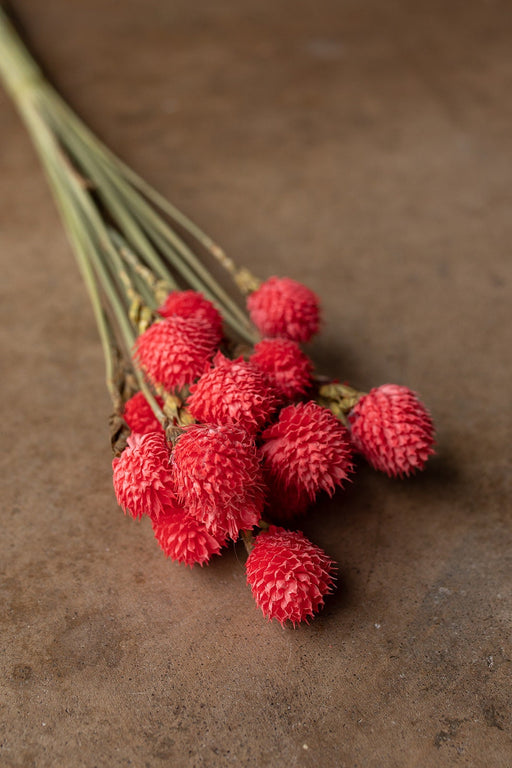 Dried Gomphrena or Amaranth Globe - Pink - alternate