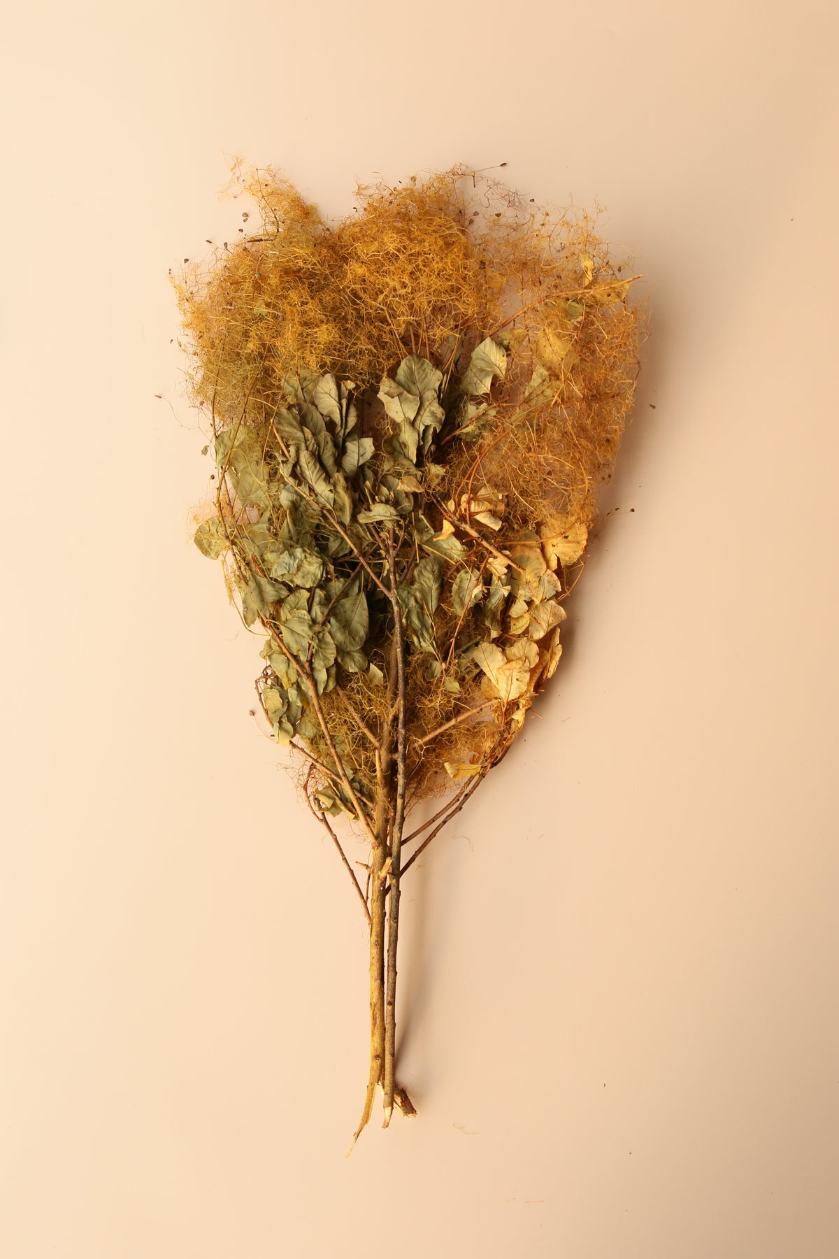 Preserved Smoke Bush - Golden Sunset