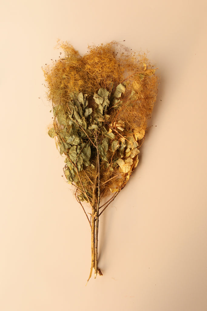 Preserved Smoke Bush - Golden Sunset