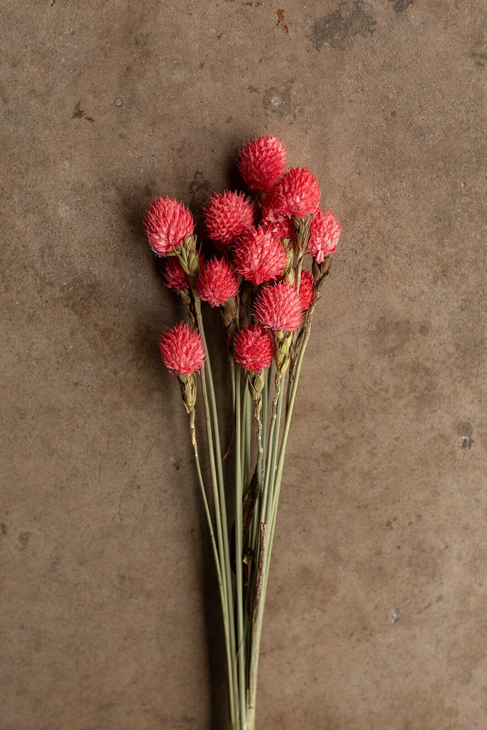 Dried Gomphrena or Amaranth Globe - Pink