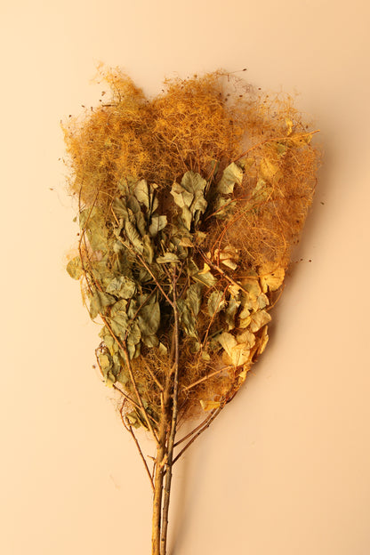 Preserved Smoke Bush - Golden Sunset