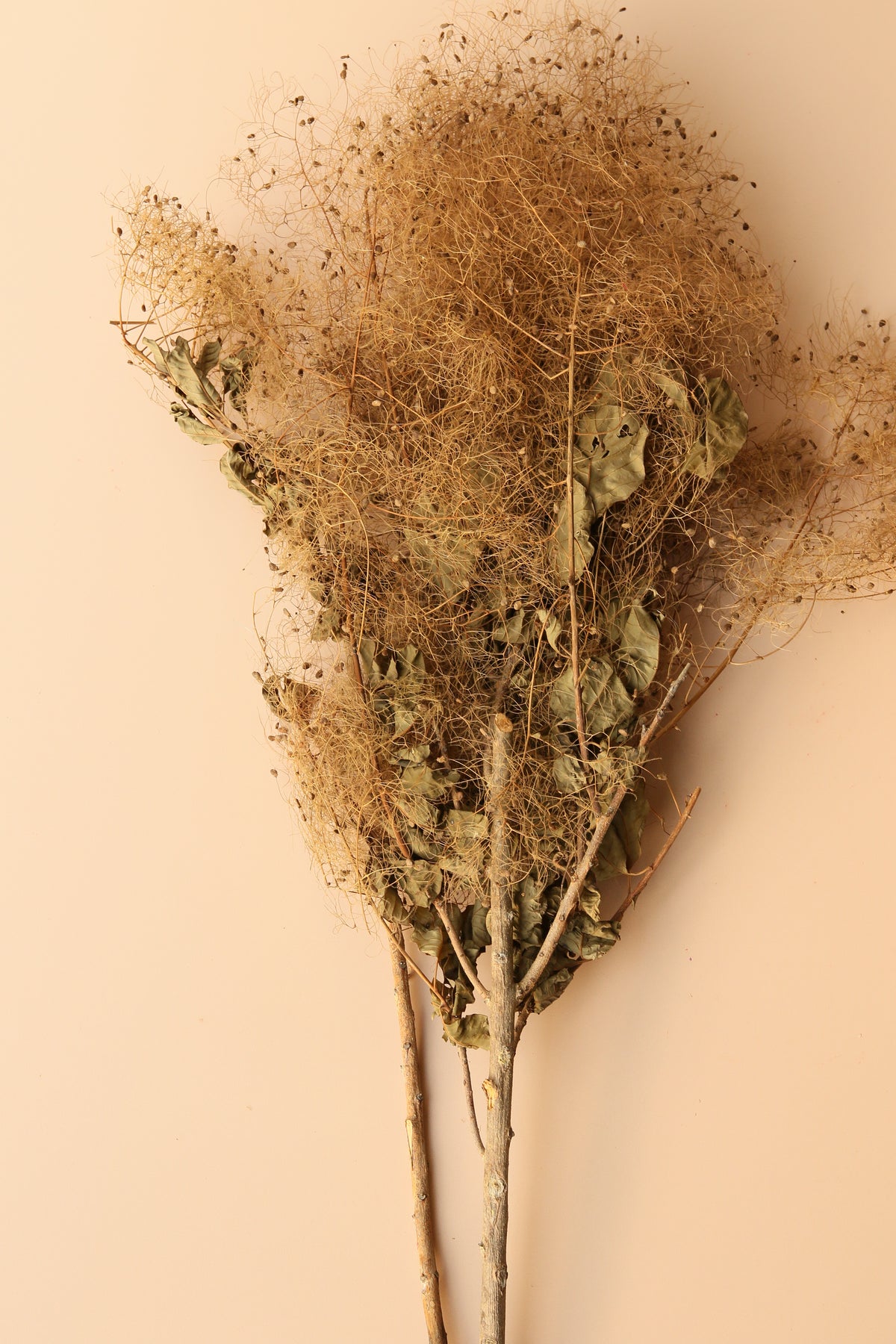 Preserved Smoke Bush - Harvest Brown