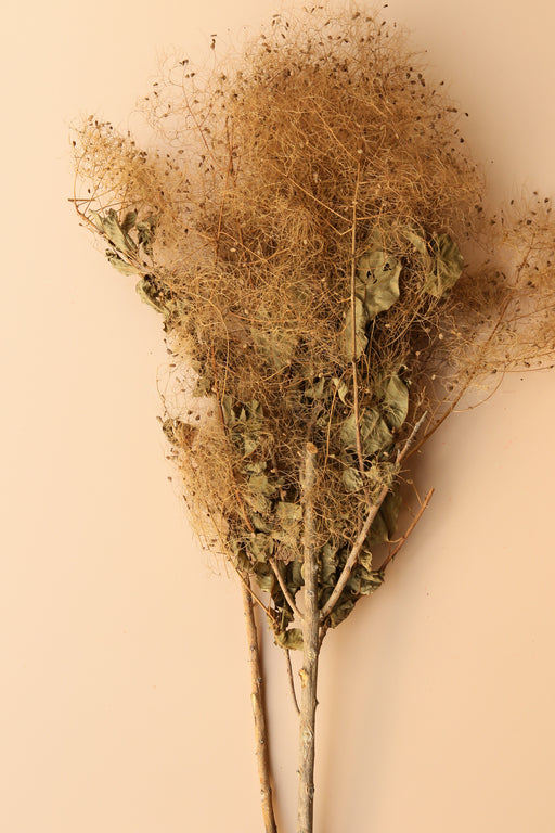 Preserved Smoke Bush - Harvest Brown - alternate