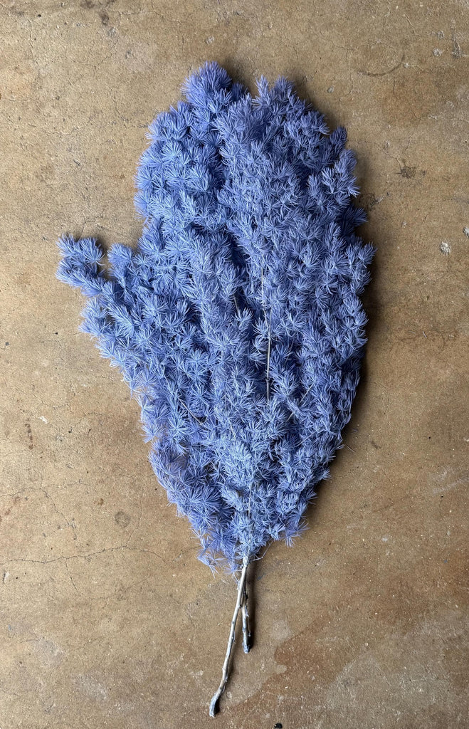 Ming/Asparagus Fern Preserved - Periwinkle (blue/purple)