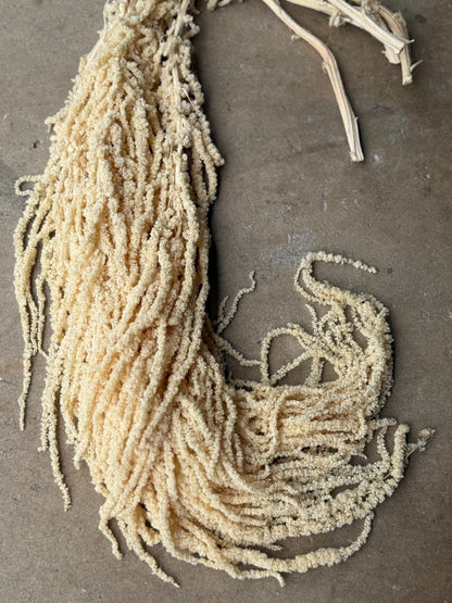 Hanging Amaranthus - Ivory