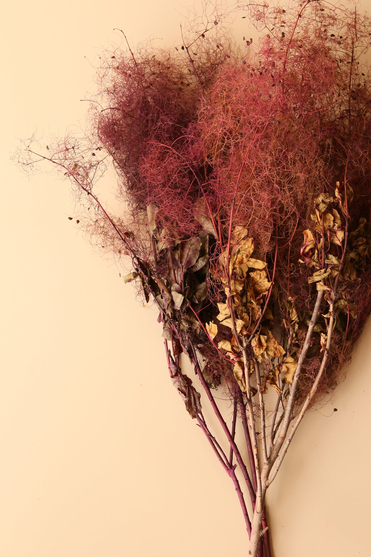Preserved Smoke Bush - Plum Blend
