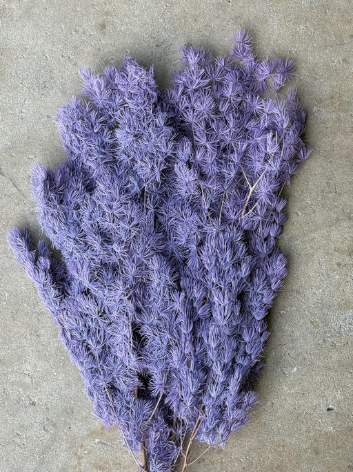 Ming/Asparagus Fern Preserved - Dusty Purple - alternate