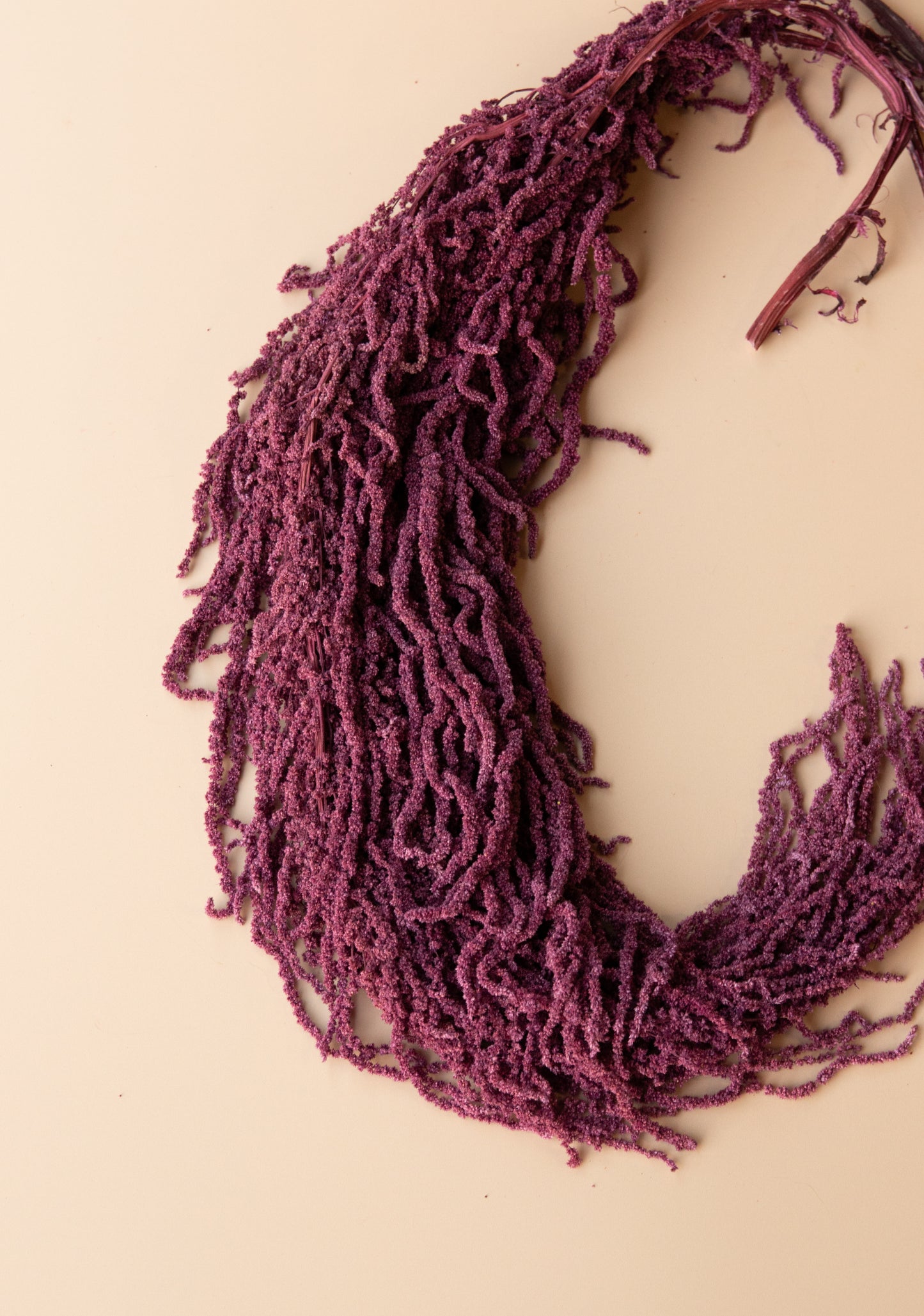 Hanging Amaranthus - Purple Plum