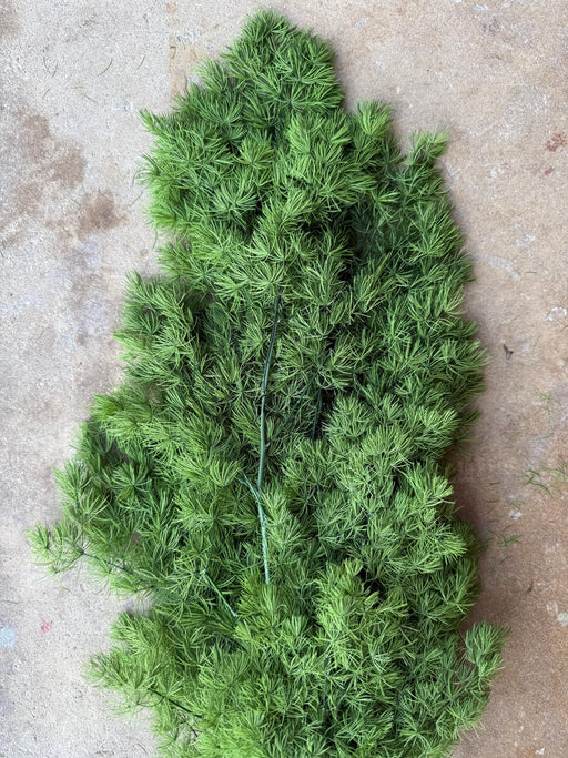 Ming/Asparagus Fern Preserved - Green - alternate