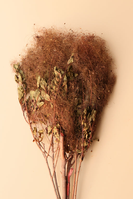 Preserved Smoke Bush - Desert Dune - alternate