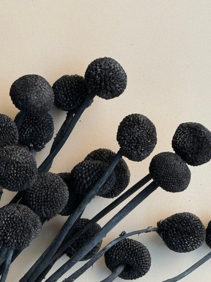 Craspedia - Black/Chalk Black
