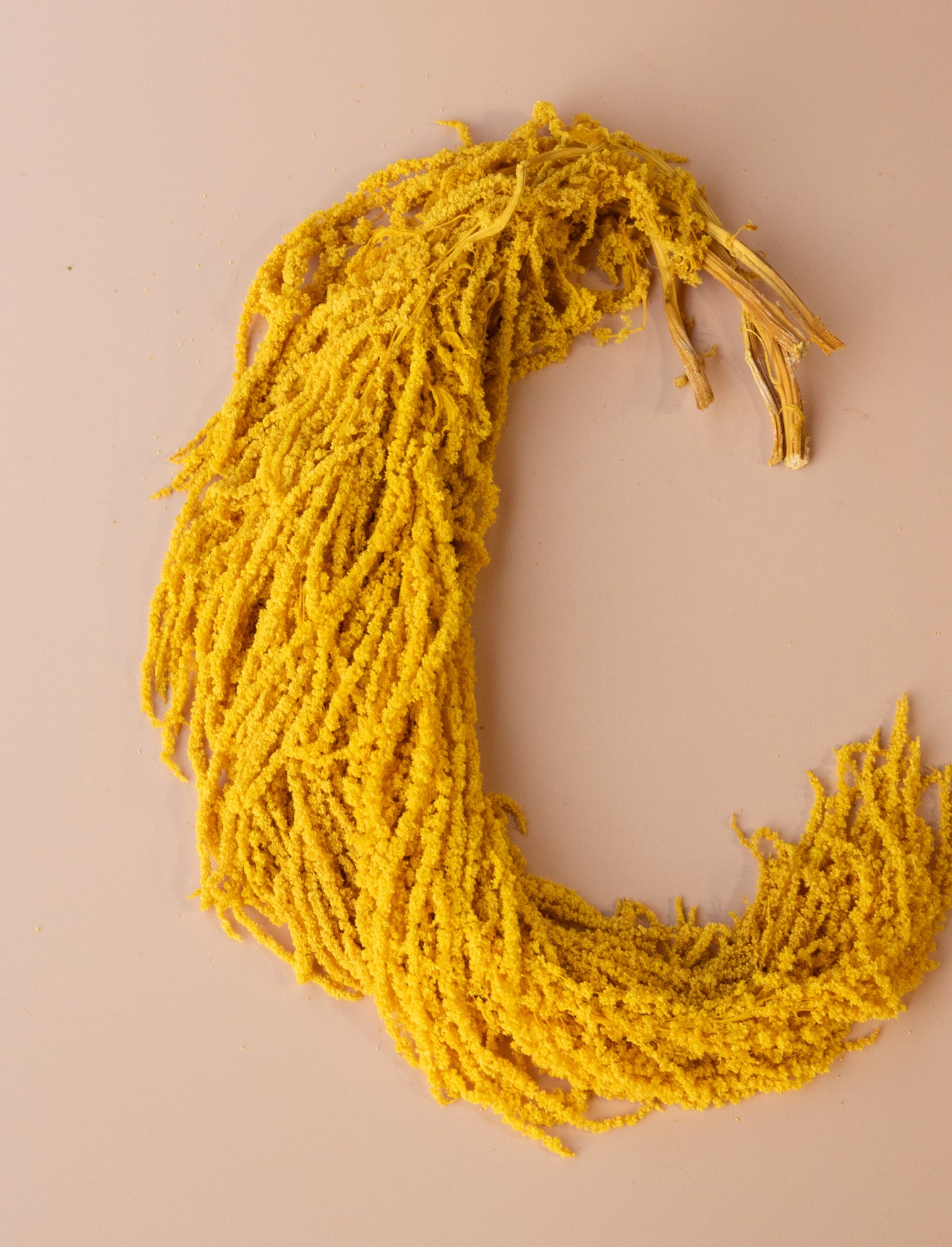 Hanging Amaranthus - Sunshine Yellow Gold