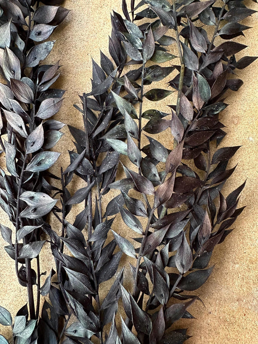 Halloween Ombre Black Ruscus - Dried and Preserved - alternate