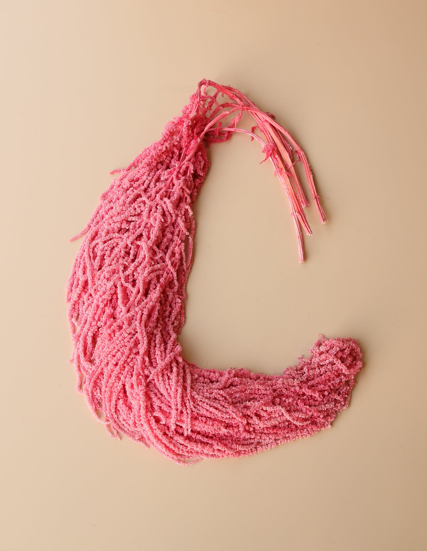 Hanging Amaranthus - Valentine's Day Pink